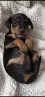 Hettie, a female Miniature Dachshund for sale in Fort Ann, NY – 4 of 7
