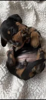 Hettie, a female Miniature Dachshund for sale in Fort Ann, NY – 7 of 7