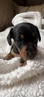 Hettie, a female Miniature Dachshund for sale in Fort Ann, NY – 1 of 7