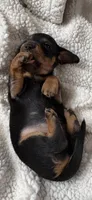 Hettie, a female Miniature Dachshund for sale in Fort Ann, NY – 5 of 7