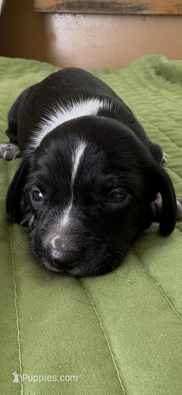 Lizabeth – Miniature Dachshund puppy for sale in Fort Ann, NY