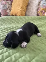 Lizabeth, a female Miniature Dachshund for sale in Fort Ann, NY – Photo 2 of 7