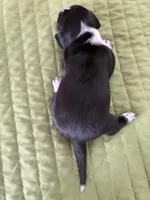 Lizabeth, a female Miniature Dachshund for sale in Fort Ann, NY – Photo 3 of 7