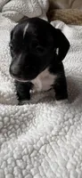 Lizbeth, a female Miniature Dachshund for sale in Fort Ann, NY – 3 of 7