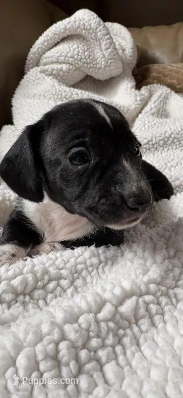 Lizbeth – Miniature Dachshund puppy for sale in Fort Ann, NY