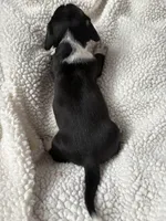 Lizbeth, a female Miniature Dachshund for sale in Fort Ann, NY – 6 of 7