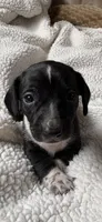 Lizbeth, a female Miniature Dachshund for sale in Fort Ann, NY – 2 of 7