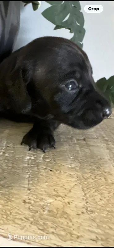 Sullivan – Miniature Dachshund puppy for sale in Fort Ann, NY