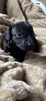 Sullivan, a male Miniature Dachshund for sale in Fort Ann, NY – 2 of 7