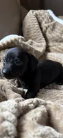 Sullivan, a male Miniature Dachshund for sale in Fort Ann, NY – 4 of 7