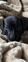 Sullivan, a male Miniature Dachshund for sale in Fort Ann, NY – 3 of 7