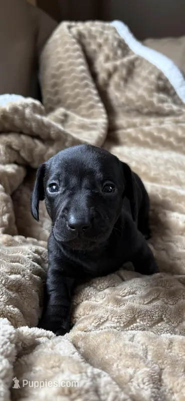 Sullivan – Miniature Dachshund puppy for sale in Fort Ann, NY