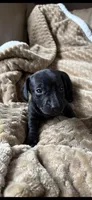 Sullivan, a male Miniature Dachshund for sale in Fort Ann, NY – 6 of 7