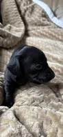 Sullivan, a male Miniature Dachshund for sale in Fort Ann, NY – 5 of 7