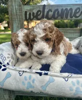 Orange Boy, a male Miniature Goldendoodle for sale in McKinney, TX – 3 of 6