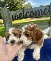 Orange Boy, a male Miniature Goldendoodle for sale in McKinney, TX – 5 of 6