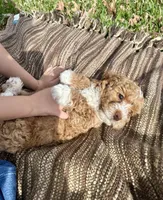 Blue boy, a male Goldendoodle for sale in McKinney, TX – Photo 8 of 8