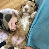 Blue boy, a male Goldendoodle for sale in McKinney, TX – Photo 4 of 4