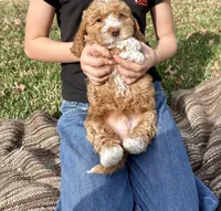 Blue boy, a male Goldendoodle for sale in McKinney, TX – Photo 4 of 8