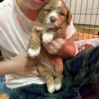 Blue boy, a male Goldendoodle for sale in McKinney, TX – Photo 3 of 4