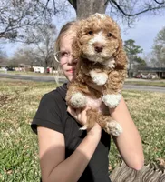Blue boy, a male Goldendoodle for sale in McKinney, TX – Photo 6 of 8