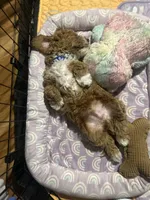 Blue boy, a male Goldendoodle for sale in McKinney, TX – Photo 3 of 8