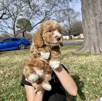 Blue boy, a male Goldendoodle for sale in McKinney, TX – Photo 7 of 8