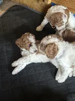 Orange Boy, a male Miniature Goldendoodle for sale in McKinney, TX – 6 of 6