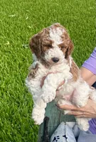 Orange Boy, a male Miniature Goldendoodle for sale in McKinney, TX – 1 of 6