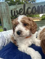 Orange Boy, a male Miniature Goldendoodle for sale in McKinney, TX – 2 of 6