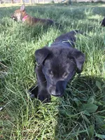 Ella, a female Belgian Malinois and Border Collie for sale in Eaton, CO – 2 of 4