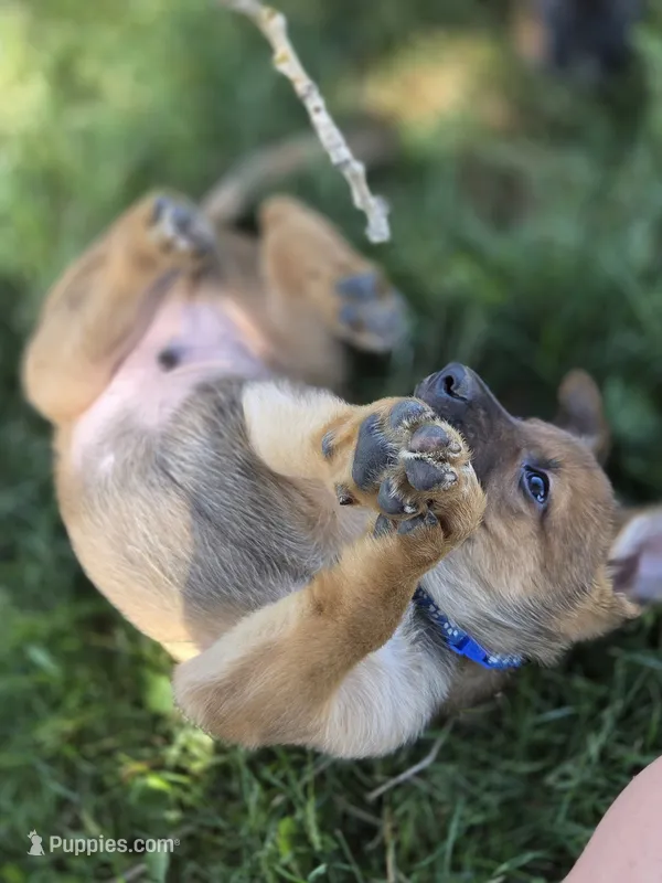 Teddy – Belgian Malinois, Border Collie puppy for sale in Eaton, CO