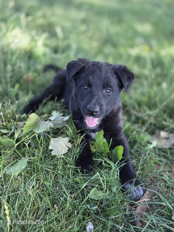 Pinkie Pie – Belgian Malinois, Border Collie puppy for sale in Eaton, CO