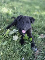 Pinkie Pie, a female Belgian Malinois and Border Collie for sale in Eaton, CO – 1 of 7