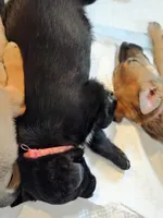 Pinkie Pie, a female Belgian Malinois and Border Collie for sale in Eaton, CO – 3 of 7