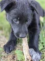 Pinkie Pie, a female Belgian Malinois and Border Collie for sale in Eaton, CO – 7 of 7