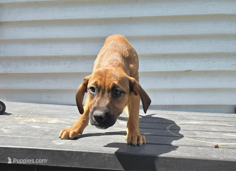 Girl, a female American Pit Bull Terrier and Golden Retriever for sale in Eaton, CO – 1 of 1