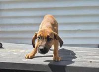 Girl, a female American Pit Bull Terrier and Golden Retriever for sale in Eaton, CO – 1 of 1