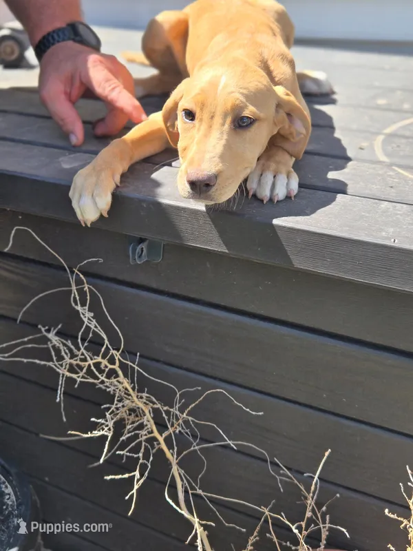 Girl – American Pit Bull Terrier, Golden Retriever puppy for sale in Eaton, CO