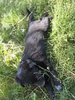 Pinkie Pie, a female Belgian Malinois and Border Collie for sale in Eaton, CO – 4 of 7