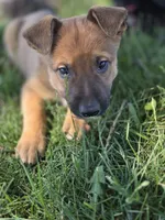 Teddy, a male Belgian Malinois and Border Collie for sale in Eaton, CO – 3 of 3