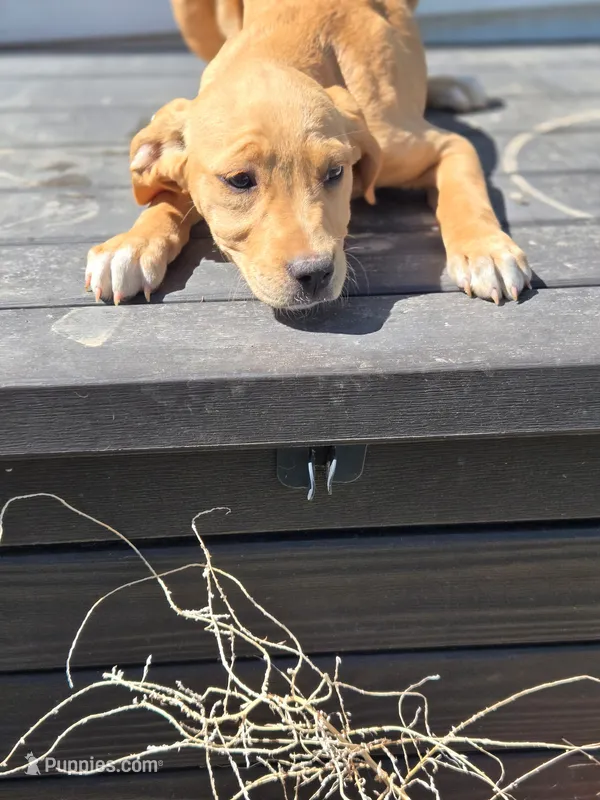 Girl – American Pit Bull Terrier, Golden Retriever puppy for sale in Eaton, CO