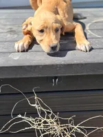 Girl, a female American Pit Bull Terrier and Golden Retriever for sale in Eaton, CO – 1 of 1