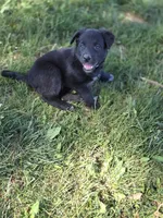 Pinkie Pie, a female Belgian Malinois and Border Collie for sale in Eaton, CO – 5 of 7