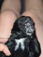 Pinkie Pie, a female Belgian Malinois and Border Collie for sale in Eaton, CO – 6 of 7
