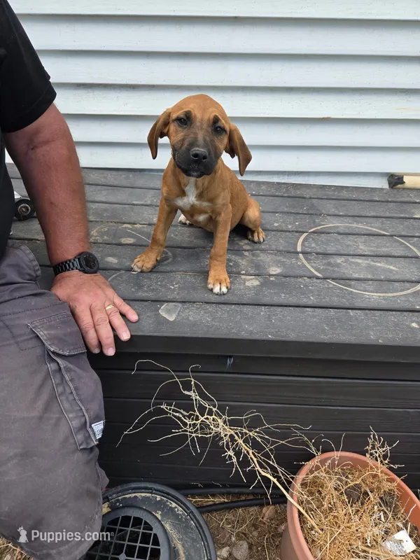 Girl – American Pit Bull Terrier, Golden Retriever puppy for sale in Eaton, CO