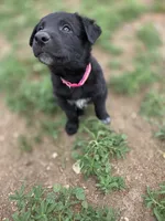 Pinkie Pie, a female Belgian Malinois and Border Collie for sale in Eaton, CO – 2 of 7