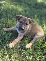 RoseMary, a female Belgian Malinois and Border Collie for sale in Eaton, CO – 1 of 3