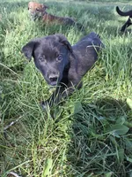 Ella, a female Belgian Malinois and Border Collie for sale in Eaton, CO – 3 of 4