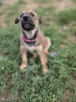 RoseMary, a female Belgian Malinois and Border Collie for sale in Eaton, CO – 3 of 3